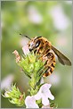 Abeille récoltant du pollen (CANON 5D + EF 100 macro + Life Size Converter + MR-14EX + 550EX)