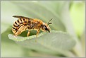 Abeille sur une feuille de sauge (CANON 5D + EF 100 macro + Life Size Converter + MR-14EX + 550EX)