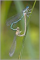 Accouplement d'agrions - libellules demoiselle (CANON 10D + EF 100 macro)