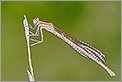 Agrion sur une brindille (CANON 20D + EF 180 macro L)