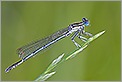 Agrion à larges pattes (CANON 20D + EF 180 macro L)