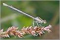 Agrion à larges pattes (CANON 10D + EF 100mm macro)