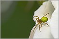 Araignée Araniella cucurbitina à l'affût (CANON 10D)