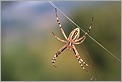 Araignée Argiope (Canon 10D + EF 100 macro)