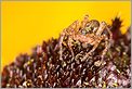 Araignée chasseuse à l'affût sur une fleur (CANON 5D + EF 100 macro + Life Size Converter + bague allongue Kenko 36mm + MR-14EX + 550EX)