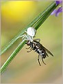 Araignée crabe et sa proie (OLYMPUS E-10)