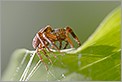 Araign&eacute;e sur une feuille (CANON 20D + EF 180 macro + 550EX + diffuseur Lastolite)