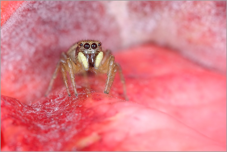 araignee_sauteuse_famille_salticidae_1.jpg