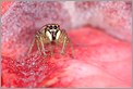 Araignée sauteuse de la famille des Salticidae à l'affût (CANON 10D + EF 100 macro)