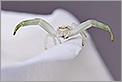 Araignée crabe thomise à l'affût sur un pétale de rose (CANON 20D + EF 180 macro L)