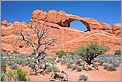 Skyline Arch & arbre mort - Arches National Park (CANON 5D + EF 50mm)