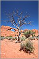Skyline Arch & arbre mort - Arches National Park (CANON 5D + EF 24mm L )