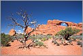 Skyline Arch & arbre mort - Arches National Park (CANON 5D + EF 24mm L )