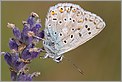 Papillon argus bleu nacre Lysandra coridon (CANON 10D + EF 100 macro)