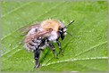 Bourdon sur une feuille (CANON 10D + EF 100 macro)