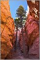 Bryce Canyon National Park - Navajo Loop Wall Street (CANON 5D + EF 24mm L F1,4)