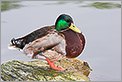 Canard Colvert (CANON 5D + EF 200mm L + Extender 1,4x)