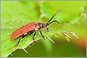 Cardinal Lygistopterus sanguineus (CANON 5D + EF 100 MACRO + Converter macro)