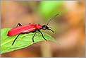 Cardinal Pyrochroa coccinea (CANON 5D + EF 100 MACRO + Converter macro)