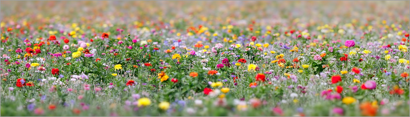 Champ de fleurs