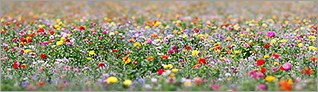 Champ de fleurs (CANON 20D + EF 180 macro L)