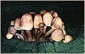 Champignons Mycena galericulata(CANON EOS 1n)