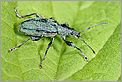 Charançon Phyllobius urticae (CANON 10D + EF 100mm macro)