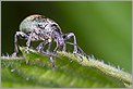 Charançon Phyllobius urticae (CANON 10D + EF 100mm macro)