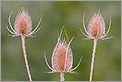 Chardons (CANON 20D + EF 180 macro L)