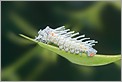 Chenille blanche (Canon 10D + EF 100 macro)