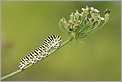 Chenille du papillon Machaon (CANON 10D + EF 100 macro)