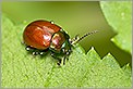 Chrysomele Chrysolina polita (CANON 20D + EF 180 macro L + 550EX + diffuseur Lastolite)