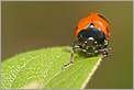 Chrysomele clytra quadripunctata (CANON 10D + EF 100 macro)