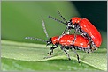 Accouplement de Chrysomèle Lilioceris (Canon 10D + EF 100 macro)