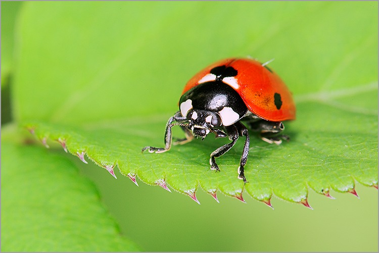 Coccinelle sur une feuille CANON 5D EF 100mm macro F D 28 USM