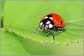 Coccinelle sur une feuille (CANON 5D + EF 100 MACRO + Converter macro)