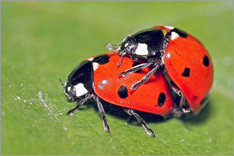 http://www.naturepixel.com/coccinelles_accouplement_feuille.jpg