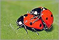 Accouplement de Coccinelles (CANON 20D + EF 180 macro L + 550EX + diffuseur gonflable Photoflex)