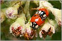 Accouplement de Coccinelles (CANON 10D + EF 100 macro)