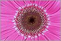 Coeur d'une fleur rose (CANON 20D + EF 100 macro)