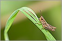 Criquet sur un brin d'herbe (CANON 20D + EF 180 macro L)