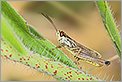 Criquet sur une brindille (CANON 5D + EF 100 MACRO + Converter macro)