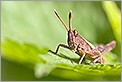 Criquet Pyrgomorpha conica sur une feuille (CANON 20D + EF 180 macro L + 550EX + diffuseur Lastolite)
