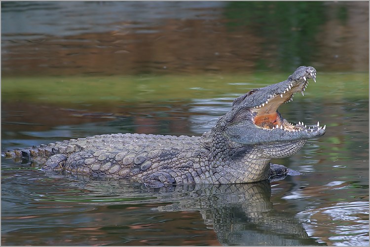 http://www.naturepixel.com/crocodile.jpg