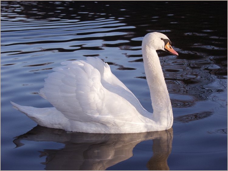 [Image: cygne_etang.jpg]