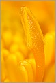 Etamines d'une fleur (Canon 10D + MP-E 65mm + flash MT24 EX)