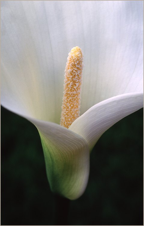 http://www.naturepixel.com/fleur_arum.jpg