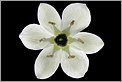Fleur blanche " rayonnante" photographiée en transparence (CANON 20D + EF 100 macro)