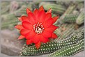 Fleur de Cactus (CANON 5D + EF 180 macro L)