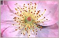 Fleur Clématite (CANON EOS 1n)